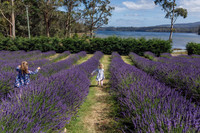 Tasmania